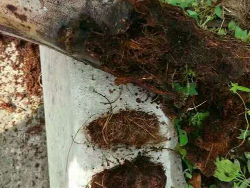 红棕象甲虫1