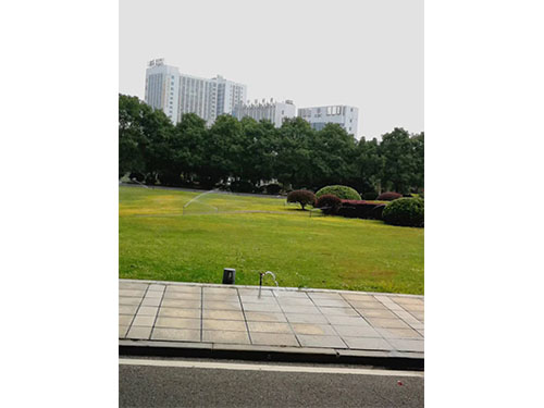 除杂草前5