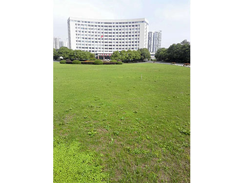 除杂草前