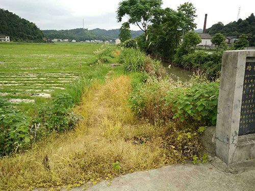 恶性杂草防除5