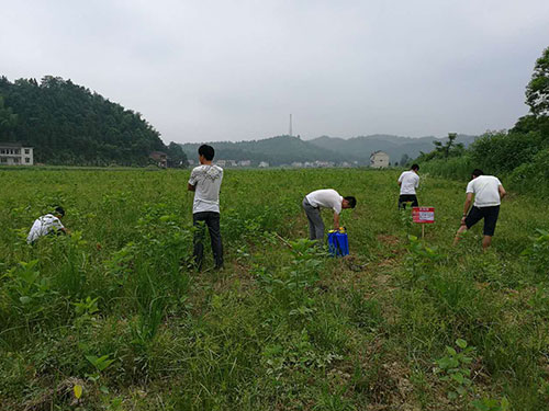桑苗防除杂草4