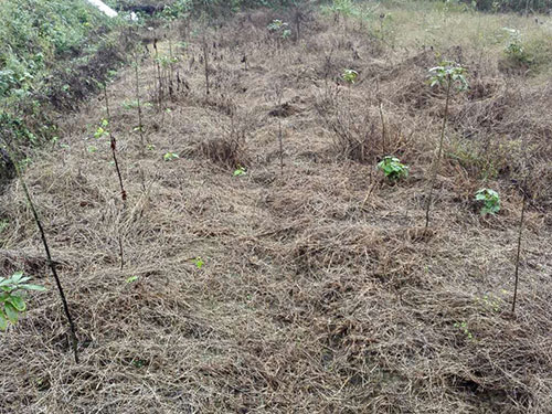 均楚除草试验2