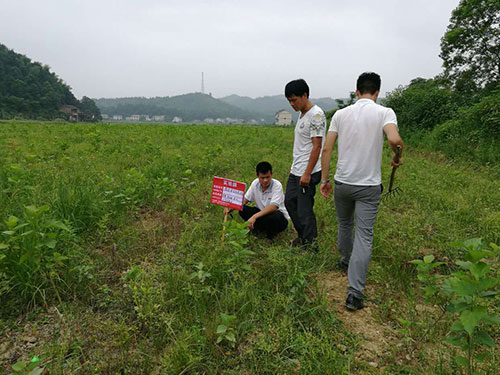 桑苗防除杂草3