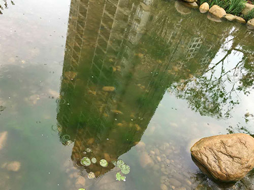 水中藻类防除1