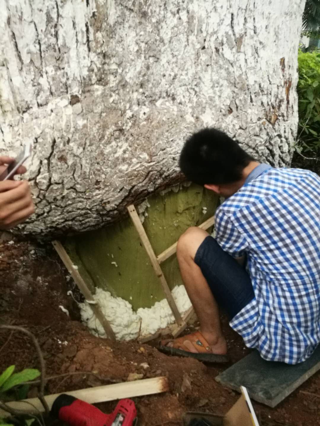 龙头铺樟树下