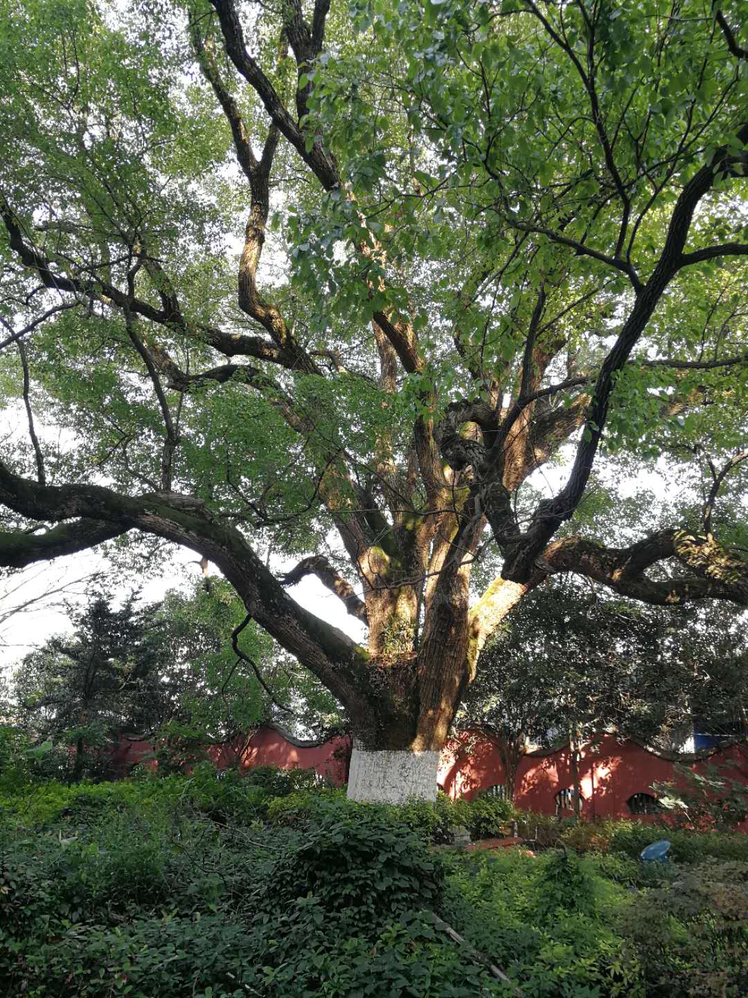 株洲植友职业培训学校有限公司_株洲园林绿化养护|株洲绿化管理|病虫害防治哪里的好|株洲园林绿化工程公司|白蚁防治病虫害治理