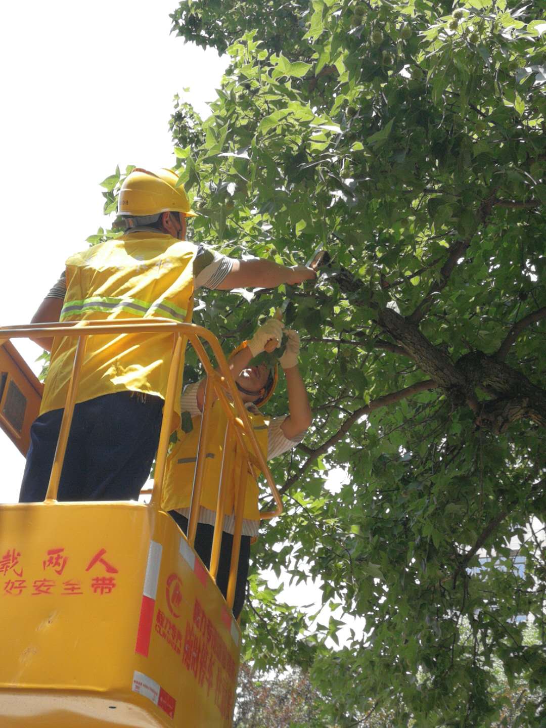 株洲植友职业培训学校有限公司_株洲园林绿化养护|株洲绿化管理|病虫害防治哪里的好|株洲园林绿化工程公司|白蚁防治病虫害治理