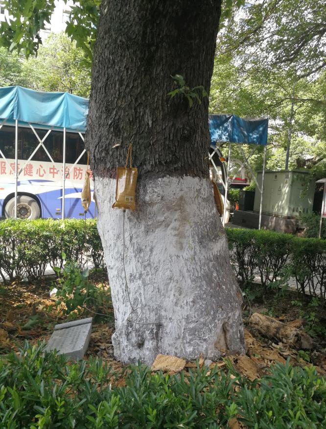 株洲植友职业培训学校有限公司_株洲园林绿化养护|株洲绿化管理|病虫害防治哪里的好|株洲园林绿化工程公司|白蚁防治病虫害治理